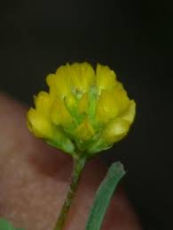Attēlu rezultāti vaicājumam “Trifolium dubium bud”