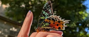 Attēlu rezultāti vaicājumam “macro”