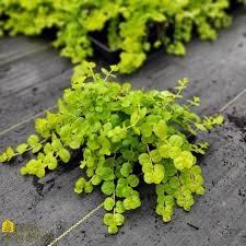 Attēlu rezultāti vaicājumam “Lysimachia nummularia”