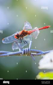 Attēlu rezultāti vaicājumam “Sympetrum sanguineum male”