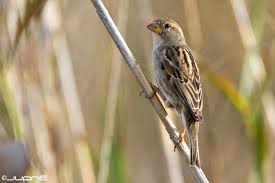 Image result for Passer hispaniolensis