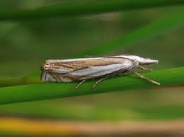 Attēlu rezultāti vaicājumam “Crambus pratella”