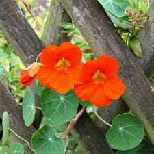 Attēlu rezultāti vaicājumam “Tropaeolum majus bud”
