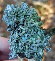 Attēlu rezultāti vaicājumam “Hypogymnia physodes”