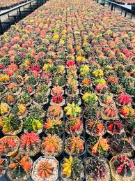 Image result for Gymnocalycium