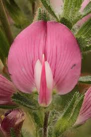 Attēlu rezultāti vaicājumam “Ononis arvensis bud”