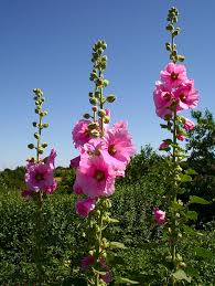 Image result for Stockrose