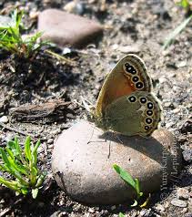 Attēlu rezultāti vaicājumam “Coenonympha hero underside”