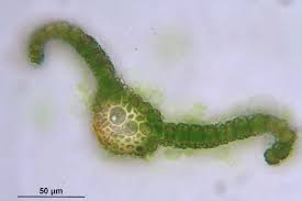 Attēlu rezultāti vaicājumam “Bryoerythrophyllum recurvirostrum”