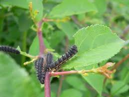Attēlu rezultāti vaicājumam “Saturnia pavonia”