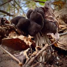 Attēlu rezultāti vaicājumam “Helvella lacunosa”