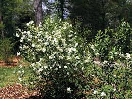 Attēlu rezultāti vaicājumam “Exochorda giraldii var. wilsonii”