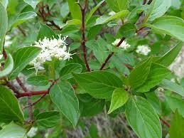 Attēlu rezultāti vaicājumam “Cornus sericea”