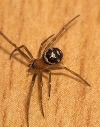 Attēlu rezultāti vaicājumam “Steatoda grossa”