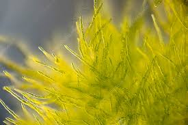 Attēlu rezultāti vaicājumam “Trentepohlia sp.”