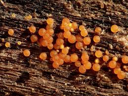 Attēlu rezultāti vaicājumam “Nectria peziza”