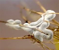 Attēlu rezultāti vaicājumam “Lamproderma pseudomaculatum macro”