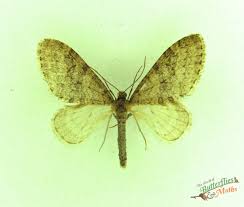 Attēlu rezultāti vaicājumam “Trichopteryx carpinata”