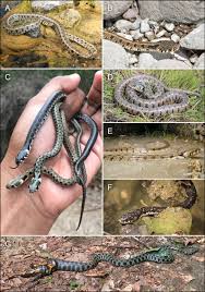 Attēlu rezultāti vaicājumam “Natrix natrix”