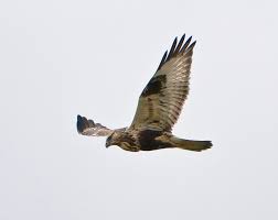 Attēlu rezultāti vaicājumam “Buteo lagopus”