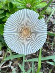 Attēlu rezultāti vaicājumam “Marasmius sp.”