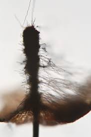 Attēlu rezultāti vaicājumam “Lamproderma debile sessile”