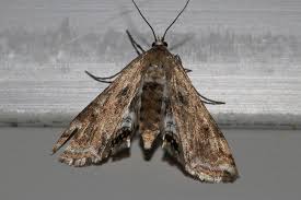 Attēlu rezultāti vaicājumam “Cataclysta lemnata”