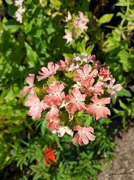 Image result for Lychnis chalcedonica `Dusky Salmon`