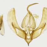 Attēlu rezultāti vaicājumam “Pseudeustrotia candidula”