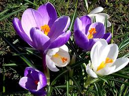 Attēlu rezultāti vaicājumam “Crocus vernus subsp. vernus”