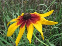 Attēlu rezultāti vaicājumam “Rudbeckia hirta var. hirta flower”