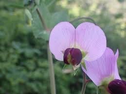 Attēlu rezultāti vaicājumam “Pisum sativum flower”