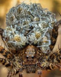 Attēlu rezultāti vaicājumam “Trichia crateriformis macro”