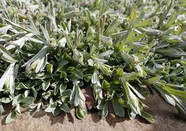 Attēlu rezultāti vaicājumam “Antennaria dioica leaf”