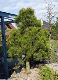 Attēlu rezultāti vaicājumam “Pinus sylvestris var. borussica”