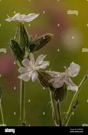 Attēlu rezultāti vaicājumam “Silene latifolia subsp. alba”