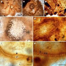 Attēlu rezultāti vaicājumam “Dicranella staphylina cells”