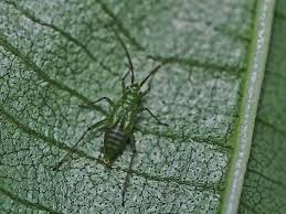 Attēlu rezultāti vaicājumam “Blepharidopterus angulatus”