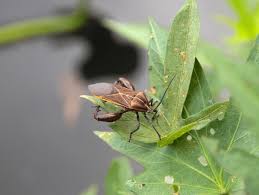 Attēlu rezultāti vaicājumam “Alydus calcaratus”