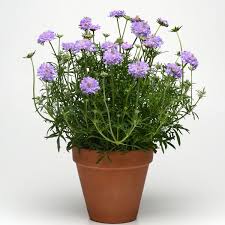 Image result for Scabiosa col.`Butterfly Blue`