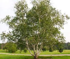 Attēlu rezultāti vaicājumam “Betula papyrifera”
