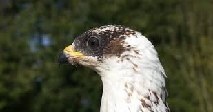 Attēlu rezultāti vaicājumam “Pernis apivorus adult”