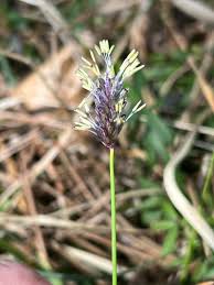 Attēlu rezultāti vaicājumam “Sesleria caerulea fruit”