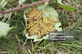 Attēlu rezultāti vaicājumam “Phalera bucephala larva”
