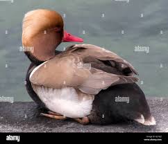 Image result for Netta rufina