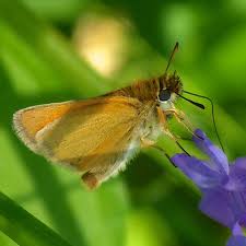 Attēlu rezultāti vaicājumam “Thymelicus lineola”