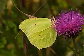 Attēlu rezultāti vaicājumam “Gonepteryx rhamni upperside”