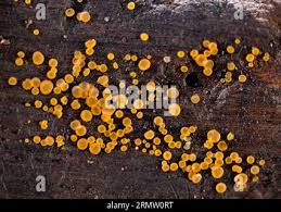 Attēlu rezultāti vaicājumam “Orbilia sp.”