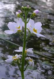 Attēlu rezultāti vaicājumam “Hottonia palustris flower”