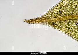 Attēlu rezultāti vaicājumam “Tortula truncata”